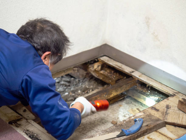 Trusted Tool, TX Mold Removal Experts