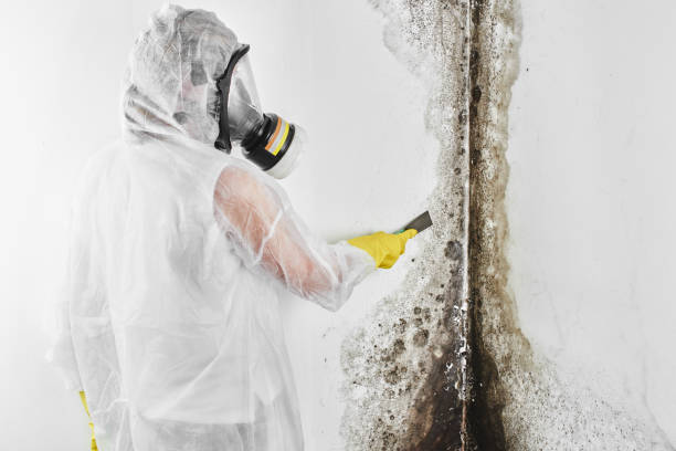 Best Mold Damage Repair  in Tool, TX