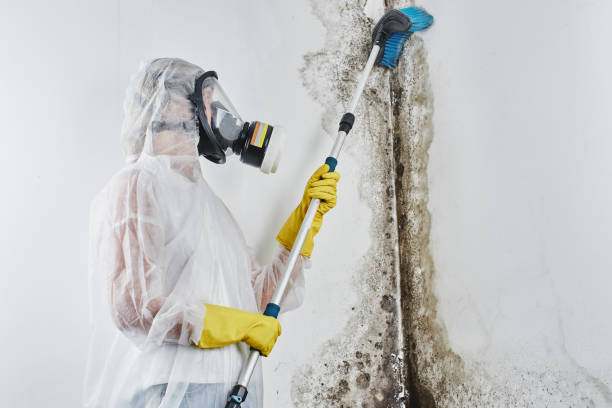 Best Attic Mold Removal  in Tool, TX