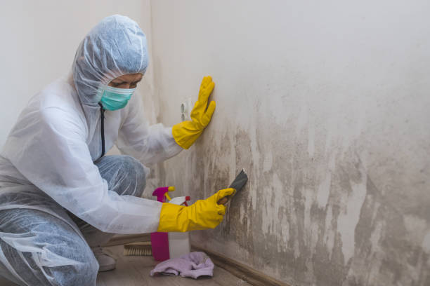 Best Residential Mold Removal  in Tool, TX