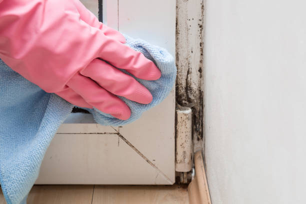 Best Local Mold Removal Service  in Tool, TX